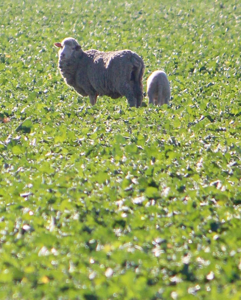Grazing canola lick trial update with <a href="/AMC_DirtDollars/">Charlie Blomfield</a> near Canowindra, where Charlie has 700 ewes and lambs on our Brassica Lick. Charlie is one of five local producers taking part in the trial to show how the Brassica Lick maximises weight gains and returns to growers. #ausag