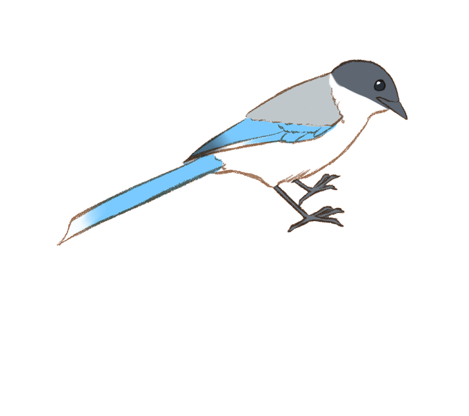 鳥のイラストのtwitterイラスト検索結果