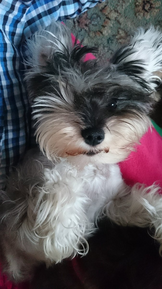 Mrsrebmik's tweet photo. #July1st Pinch n punch fer da furst of da monff mez luffly Twittfur pals ❤️💜💛🧡💙💚 #julywish Ave a fabby day n #ThrowbackThursday #SchnauzerGang #ZSHQ #dogsoftwitter #dogs https://t.co/yICKVFHBDd