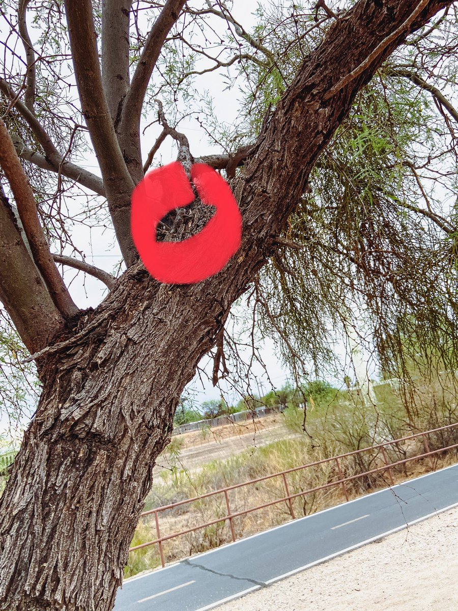 I found your lizard! Now, gimme some tacos!

#FoundThatLizard