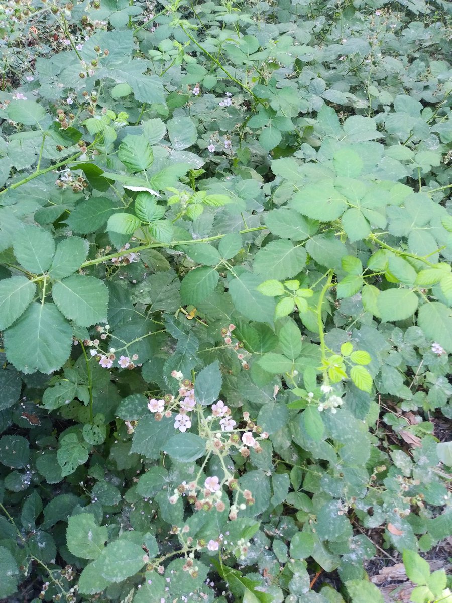 Found wild raspberry canes on my exploration adventure today but I'm a little too early to enjoy the fruit. I feel like this is a metaphor for my anticipation for my debut novel...excitement, surprise...premature?...yet to bare fruit 😂😂😂 #WritingChat #writerslife #WritingLife