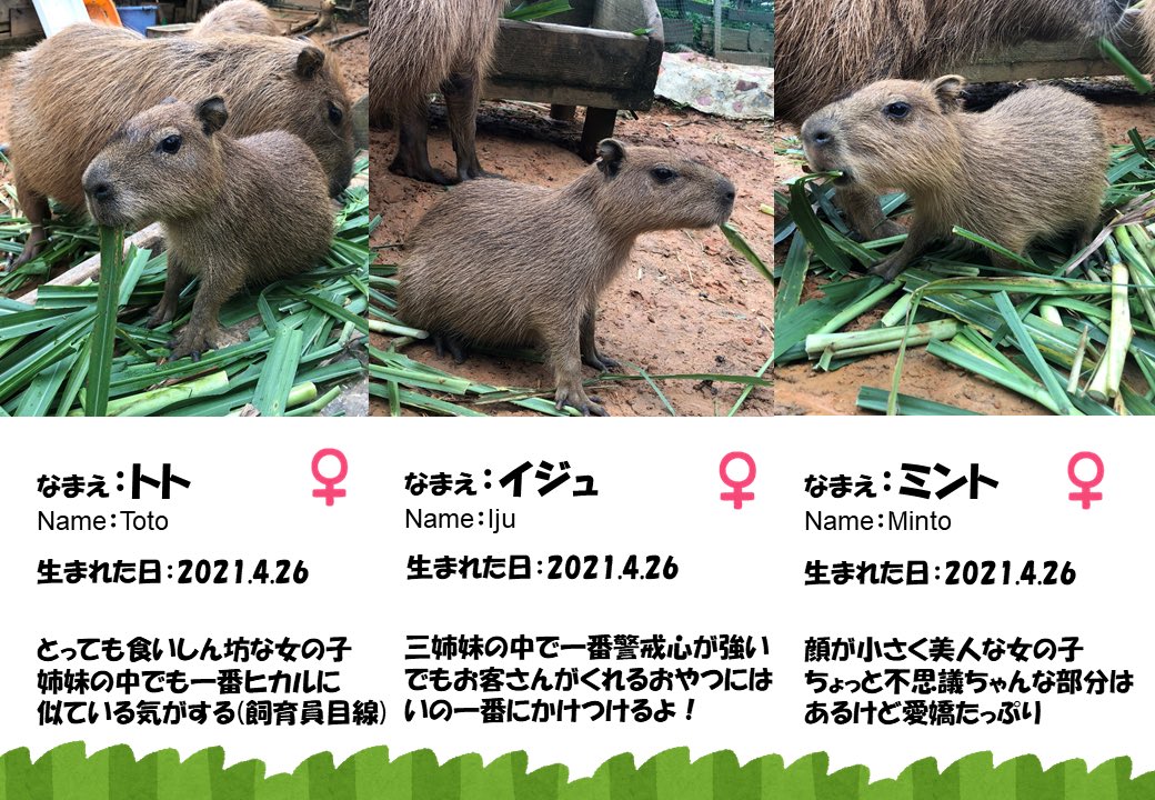 ট ইট র 東南植物楽園 今日は皆さんに重大発表があります なんと 4月26日に産まれた仔カピバラ達のお名前が決まりました トト イジュ ミント です これからもこの三姉妹の成長を見守っていてください 今日の仔カピ カピバラ 東南植物 ট ইট র 東南植物楽園 今日は皆さんに重大発表があります なんと 4月26日に産まれた仔カピバラ達のお名前が決まりました トト イジュ ミント です これからもこの三姉妹の成長を見守っていてください 今日の仔カピ カピバラ 東南植物