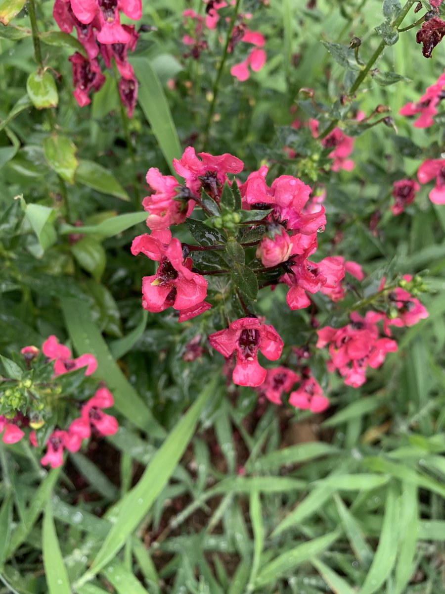 _brandiesel's tweet photo. I love our flowers 🥺 https://t.co/o0wYehiyJ4