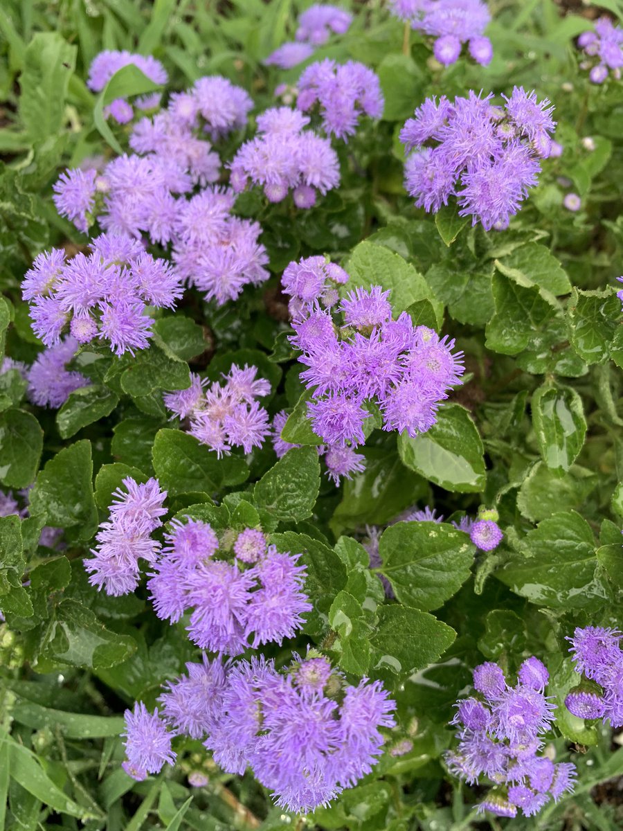 _brandiesel's tweet photo. I love our flowers 🥺 https://t.co/o0wYehiyJ4