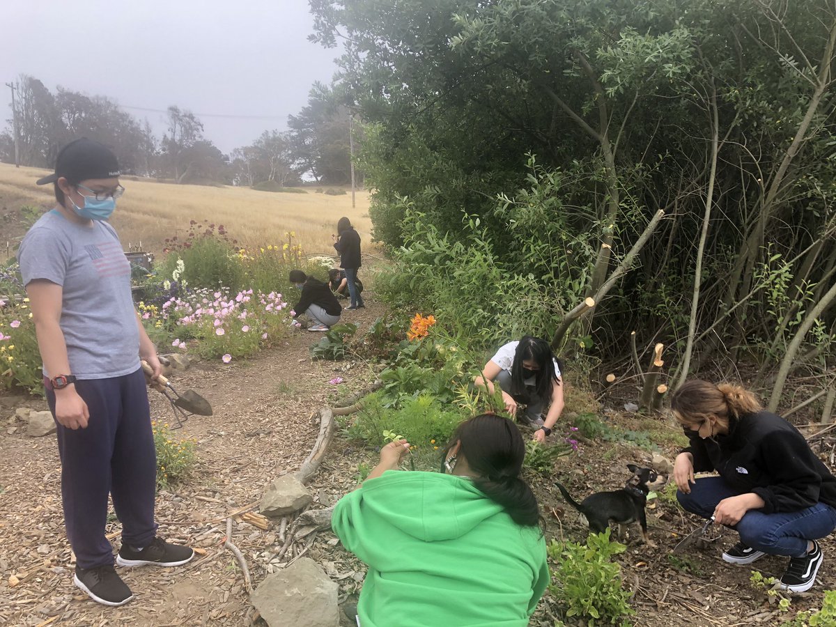 PODERSF's tweet photo. Foggy San Francisco afternoon at #HummingbirdFarm with youth cultivating the land & nourishing their spirits. #OurRootsAreStrong #PODERYouth https://t.co/RDoyHxAR7w