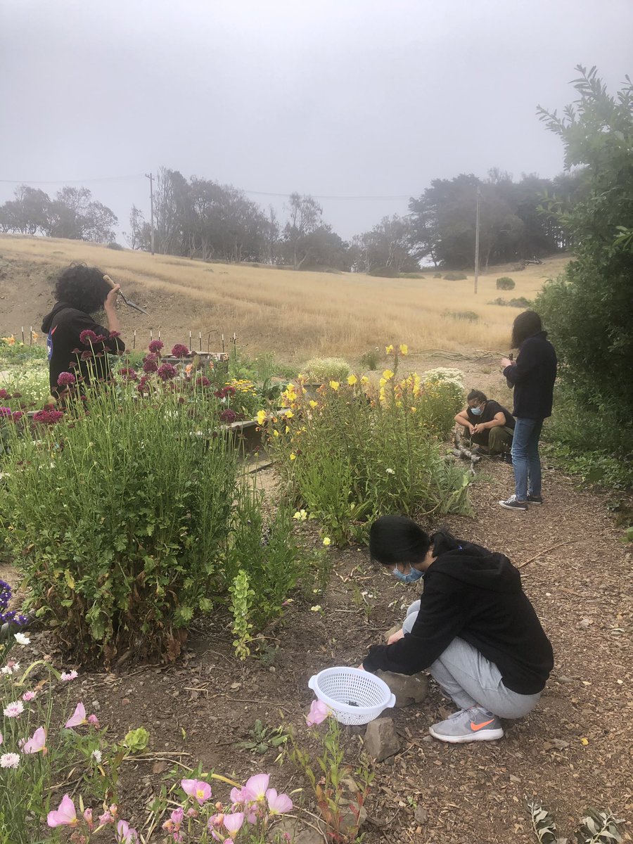 PODERSF's tweet photo. Foggy San Francisco afternoon at #HummingbirdFarm with youth cultivating the land & nourishing their spirits. #OurRootsAreStrong #PODERYouth https://t.co/RDoyHxAR7w