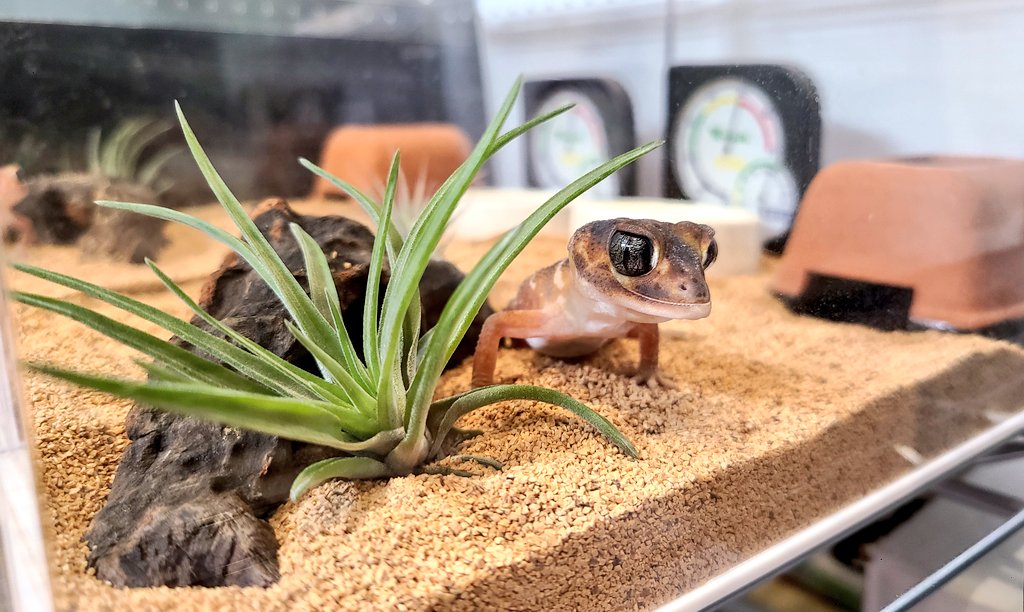 No.1144】鬼ヶ島風流木 爬虫類レイアウト✫インテリア✫エアープランツ