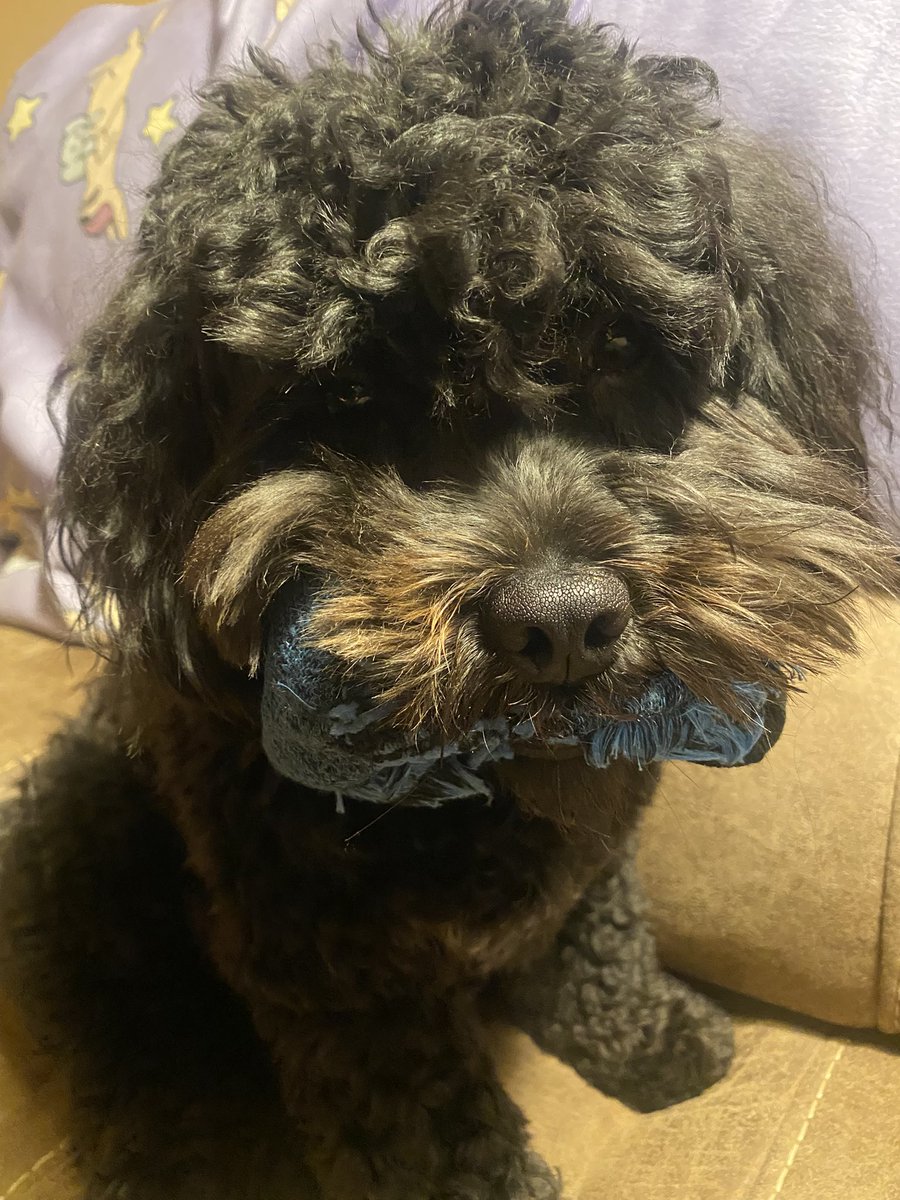lessofme330's tweet photo. Does this look like the Face of a sock thief???? #dogsoftwitter #blackdogsoftwitter #twinsiesontwitter https://t.co/mXJ0ADI57O