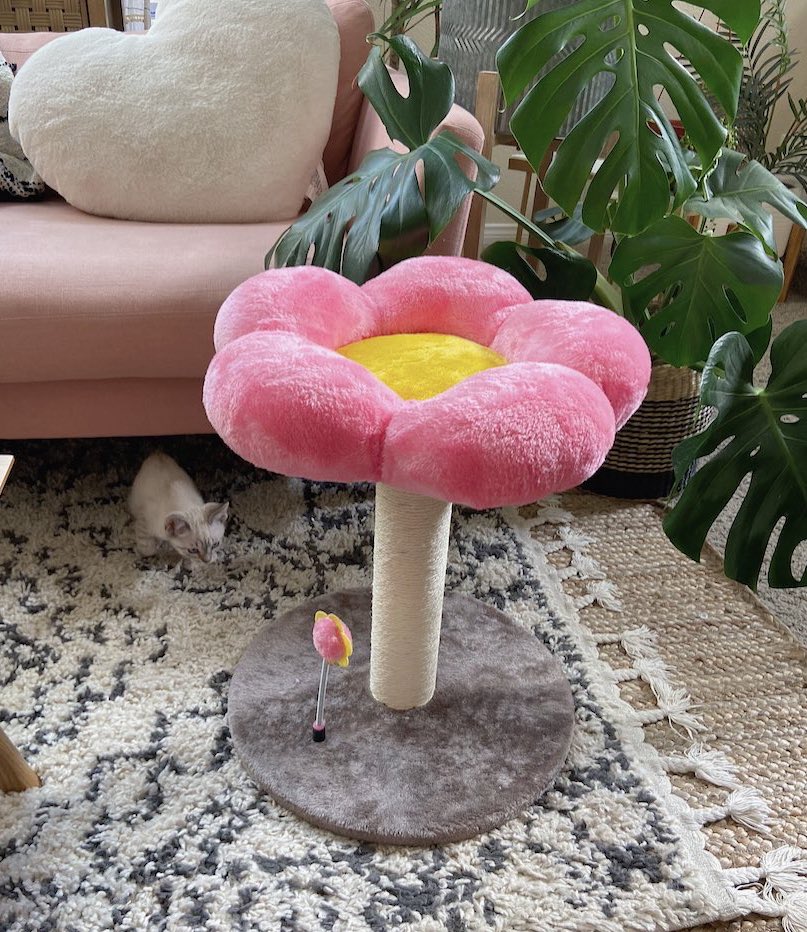 ˗ˏˋ ciara ˎˊ˗ on Twitter "Look at this little cat tree I got 🥺 https