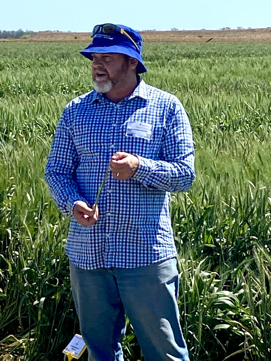 NSW_AGRONOMY's tweet photo. Wet years = lots of cereal diseases &amp; other strange physiological stuff...&amp; also ➡️ to LOTS OF misdiagnosis.

Send samples to @s_simpfendorfer at Tamworth DPI. It's FREE thanks to @nswdpi &amp; @theGRDC 

Already seeing, as expected:
▪️Stripe rust
▪️Yellow leaf spot
▪️Net blotch https://t.co/KnMSGjdQL3