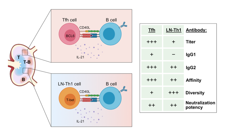 mmw_lmw's tweet photo. #SARSCoV2 | High-affinity, #NeutralizingAntibodies to can be made in the absence of T #FollicularHelper cells | Stephanie Eisenbarth @YaleMed @biorxivpreprint https://t.co/jwK3y2j9vM | #2021_ReCapJune https://t.co/k2p6FTbgQj