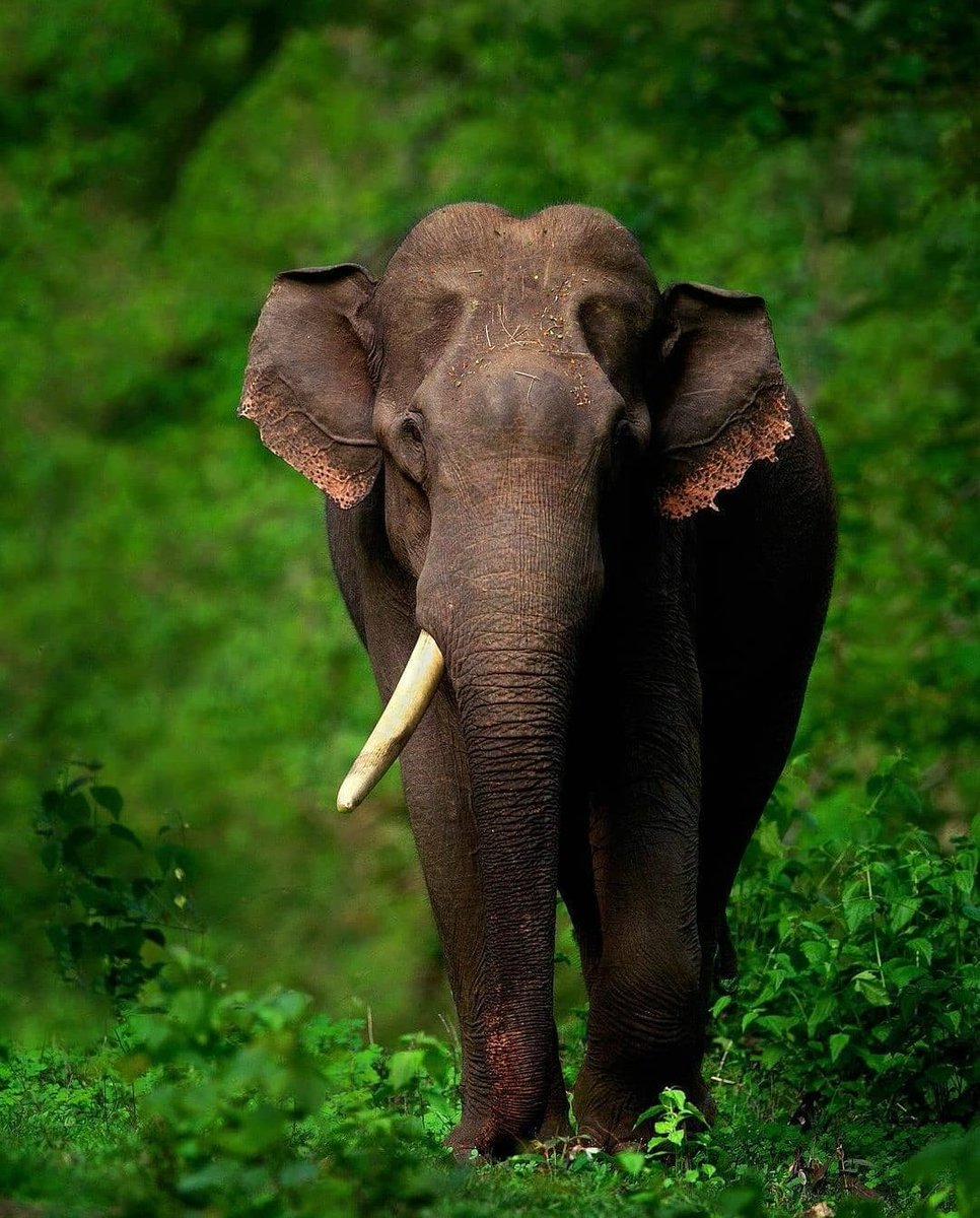 Bulls of Kabini National Park,  India