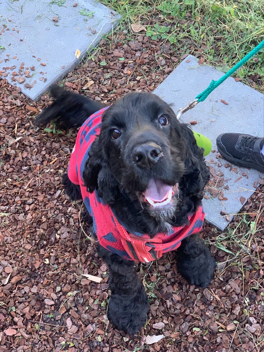 UQ_Library's tweet photo. This is Winston. Winston loves his jumper and will go and grab it when he feels cold. Be like Winston - stay warm this winter (and look cute doing it!) #PetsOfUQ https://t.co/XlfTL3noxG