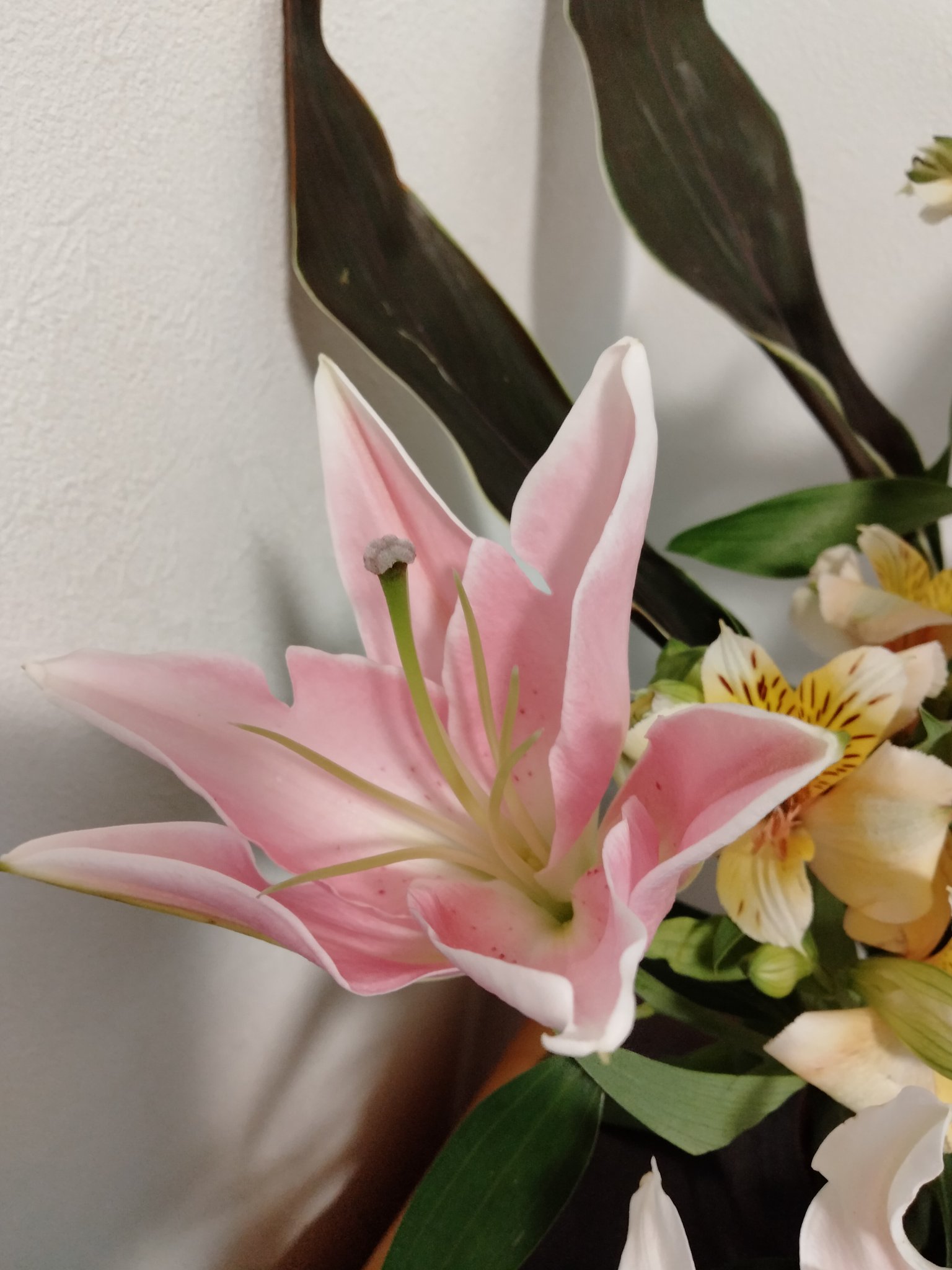 Teteko 百合の花は開きかけたらなるべく早めに雄しべを処理 花粉になるところを取っ ちゃう して花粉が落ちないよう 花が長持ちするよう こうするよね そして雌しべから密が垂れてきたら拭く レストランの入口なんかでたまに花粉フカフカになってるの
