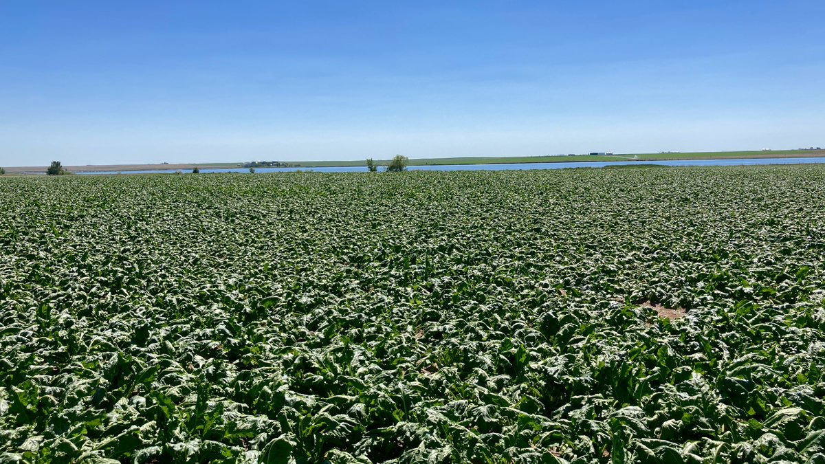 willmuller3's tweet photo. The sugarbeets have their leaves laying out pretty flat today in the heat. 39 degrees forecasted for tomorrow again…. #sugarbeet #sugarbeets @asbg #absugar #sugar #farm https://t.co/YQImmLRZoa