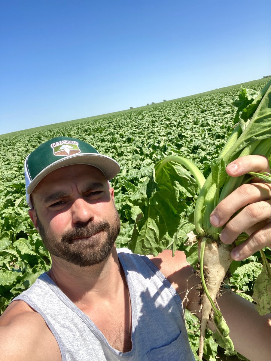 willmuller3's tweet photo. The sugarbeets have their leaves laying out pretty flat today in the heat. 39 degrees forecasted for tomorrow again…. #sugarbeet #sugarbeets @asbg #absugar #sugar #farm https://t.co/YQImmLRZoa