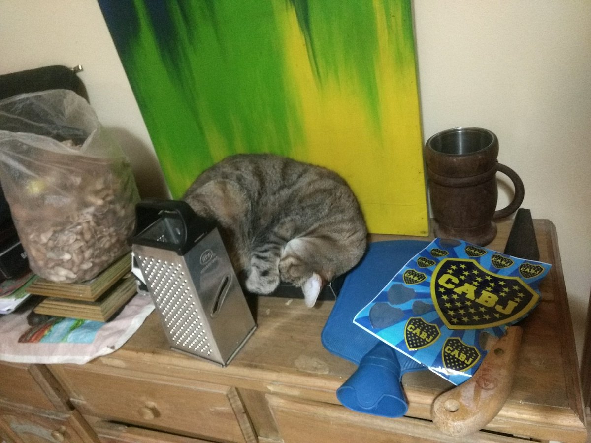 Ser gate en cualquier época del año...