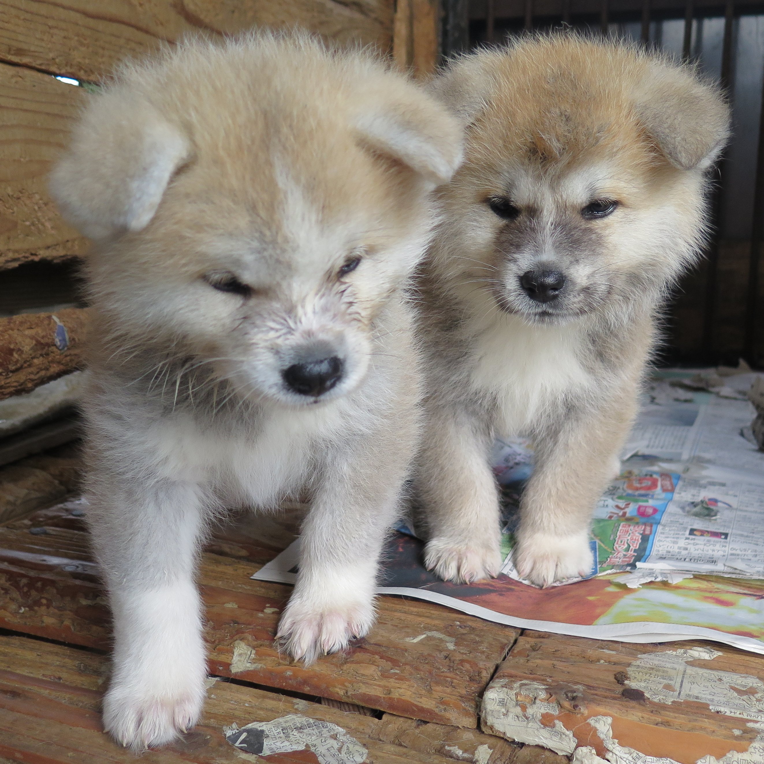 田沢湖観光情報センター フォレイク 秋田犬ゴンとソラでおなじみ 田沢湖共栄パレス 7月４日 日 10 30 12 30予定 秋田犬保存会県南支部会員を対象にした 秋田犬親睦研修会 が開催されます 仔犬から成犬まで２０頭程が集合予定です 見学可能