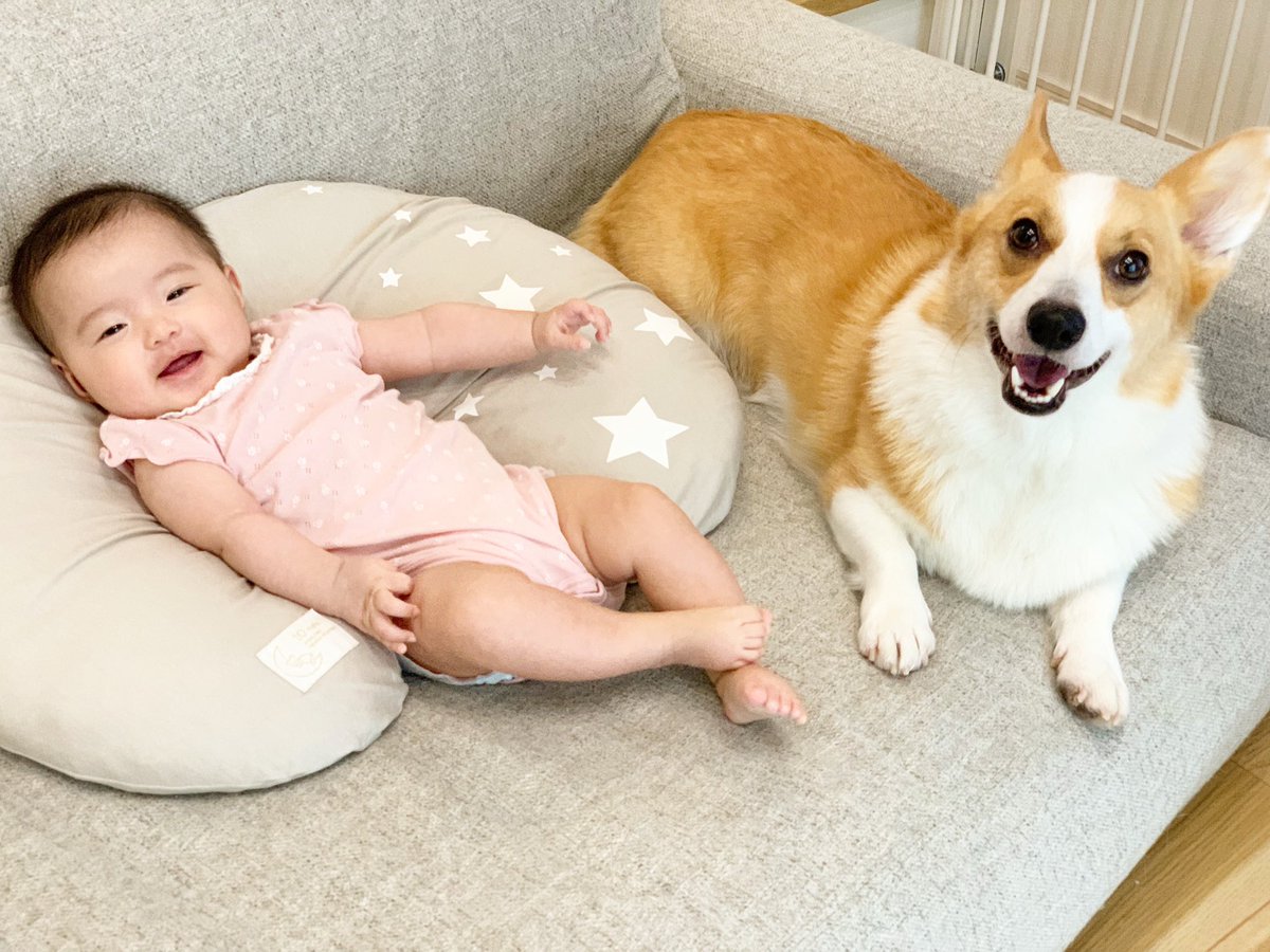 corgi_mugi's tweet photo. 我が家の癒し https://t.co/owfr6DdU1k