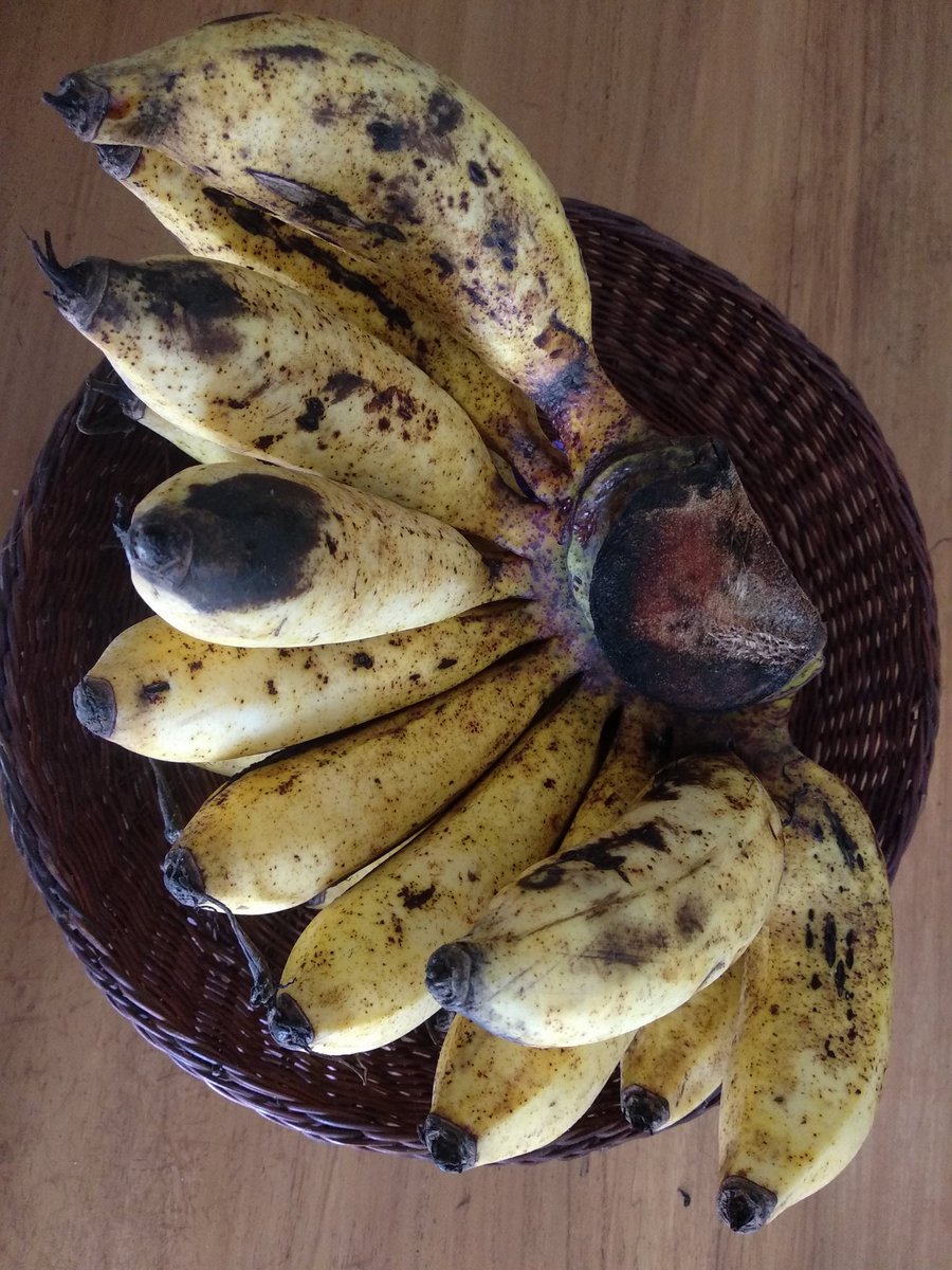 okyaye's tweet image. #pisang #pisangsusu #pisangrajasereh salah satu hasil bumi nusantara sumber vitamin rasanya enak di nikmati saat matang harga terjangkau tapi perlu sentuhan teknologi agar penampilan menarik, tahan lama atau di olah menjadi variasi alternatif bahan makanan pilihan