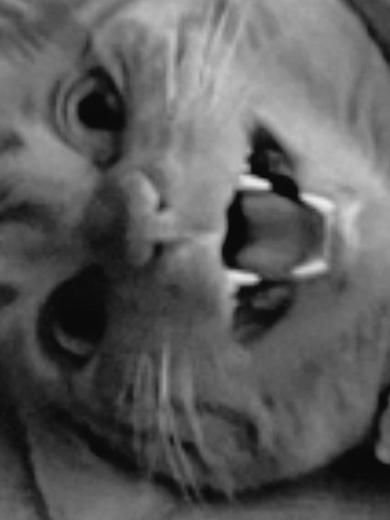 gudboidomino's tweet photo. @ByronMan7901 @FluffyProppy #catsofhorror HERES JOHNY https://t.co/oDaS9CtcUG