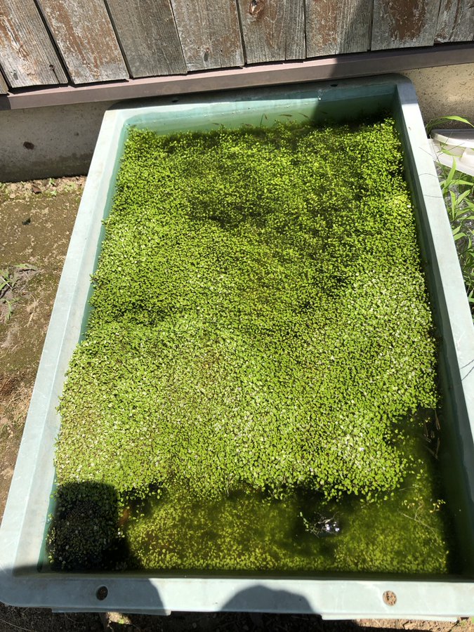 水生植物 グロッソ スティグマ 水草水槽の前景草でビオトープに緑の絨毯 を夢見るも