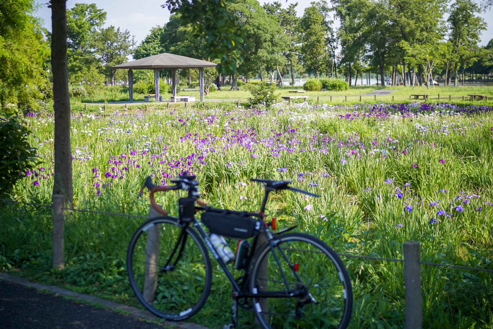 Katsushika Tessai Aka Golo Memory Of June July Start Today Roadbike Chromory Flowers Irisflower Mizumotopark Ridesolo ロードバイク クロモリロード 花 菖蒲 水元公園 T Co Ixjgsb6zp6 Twitter