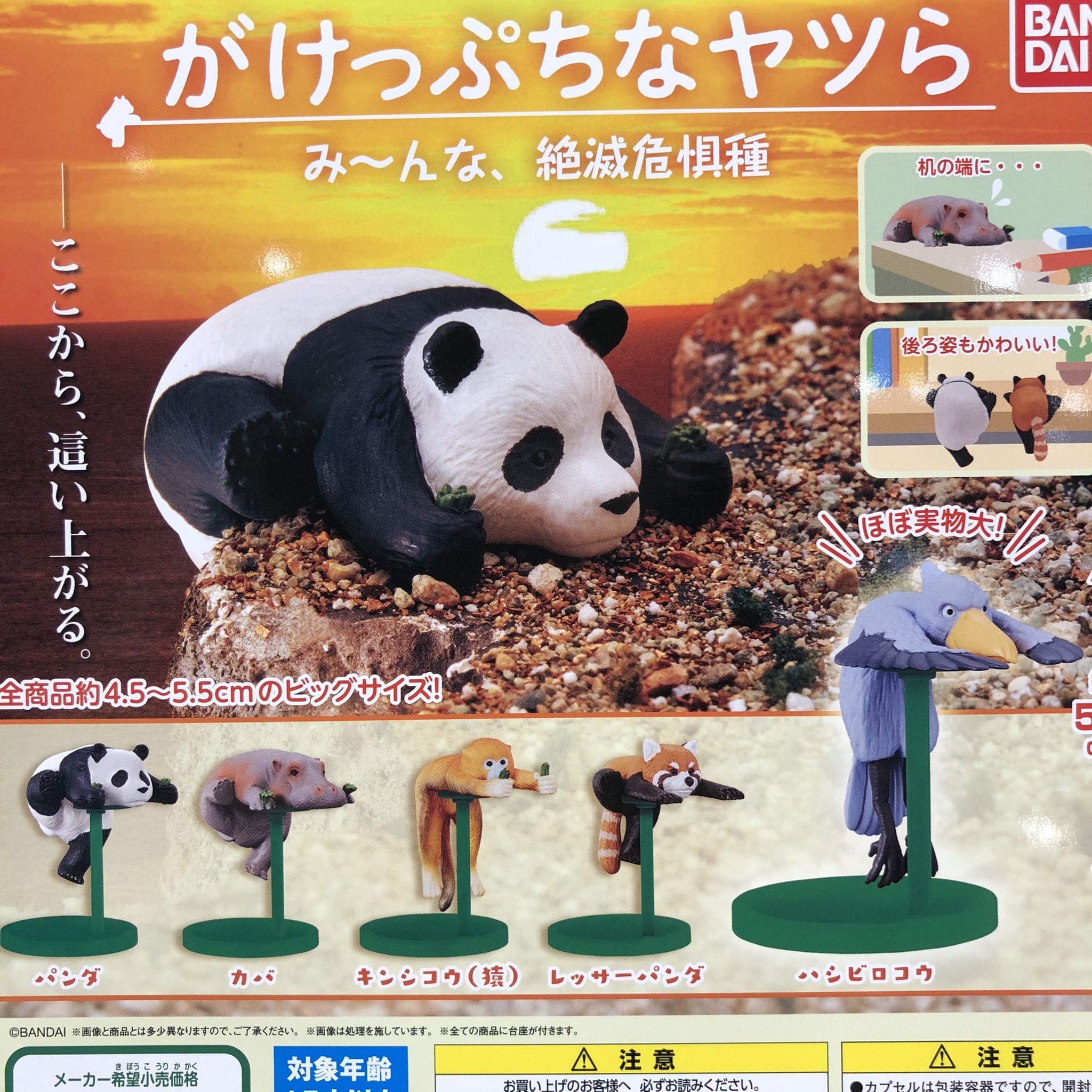 イモリとオオサンショウウオ Twitter Search Twitter