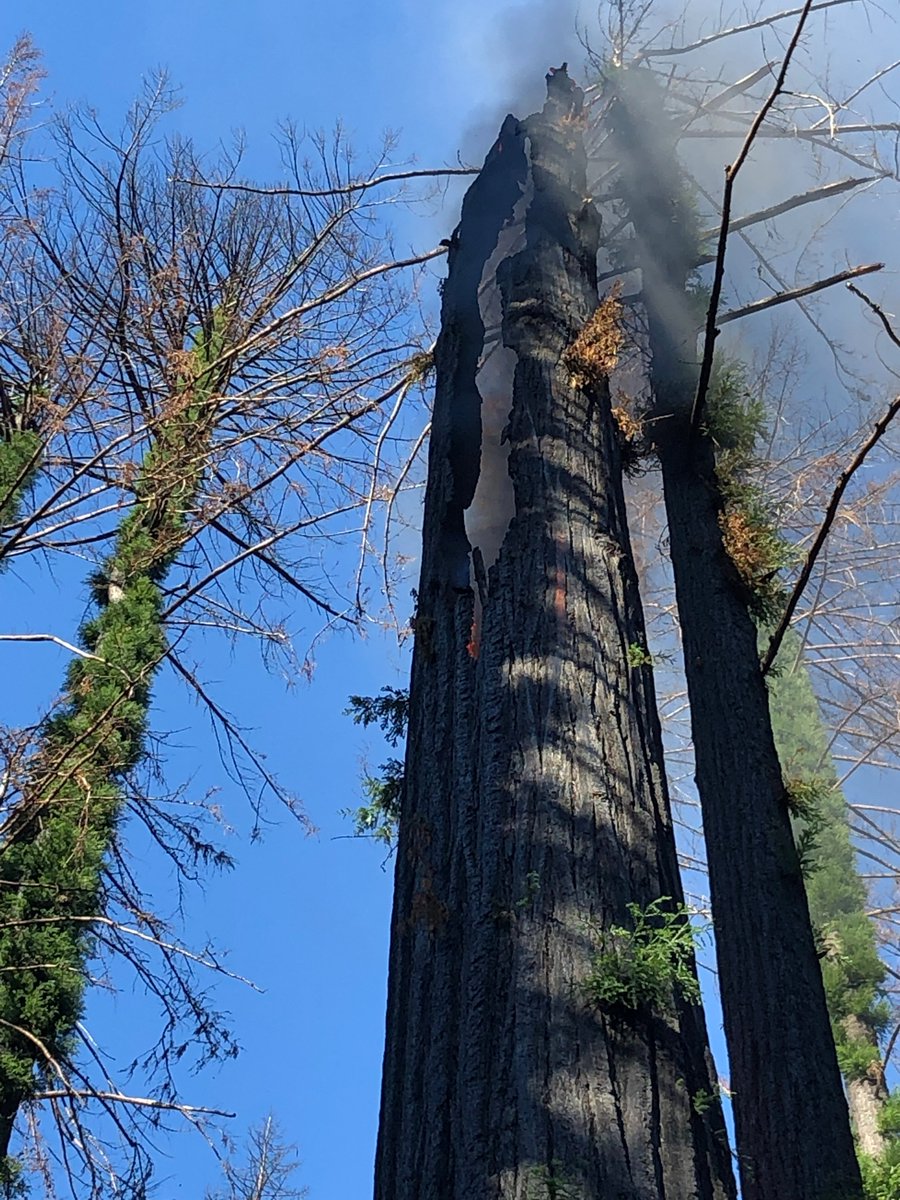 CALFIRECZU's tweet photo. SMOLDERING TREE: This tree in Big Basin Redwoods State Park was still smoldering from the #CZULightningComplex (10 months ago), but has been extinguished.  #BigBasin and the entire fire footprint is being monitored.  #CaWx https://t.co/bvjQ2c1O5Z
