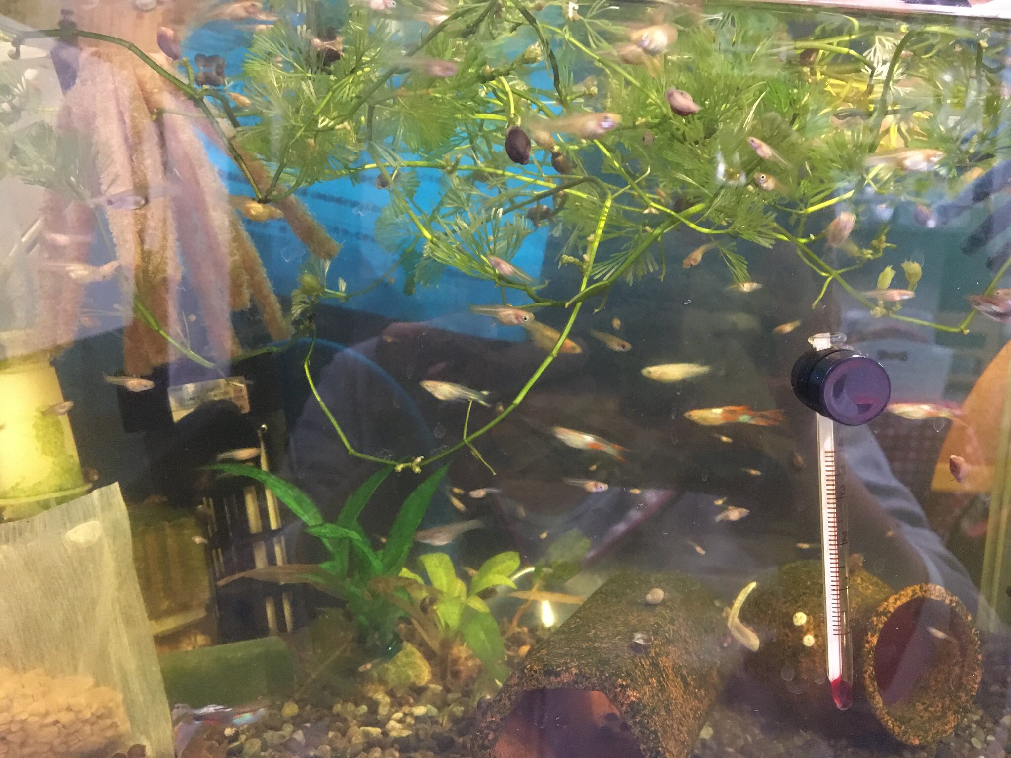 てぃだ食堂 7月１日 木 今日は てぃだ食堂の今週が始まりました 定休日の3日間で メダカの大引越しも完了 せっま い水槽から60 サイズの豪邸にお引越し ぎゅうぎゅう詰めで 酸素不足気味だったメダカ達はノビノビと泳いでいますよ