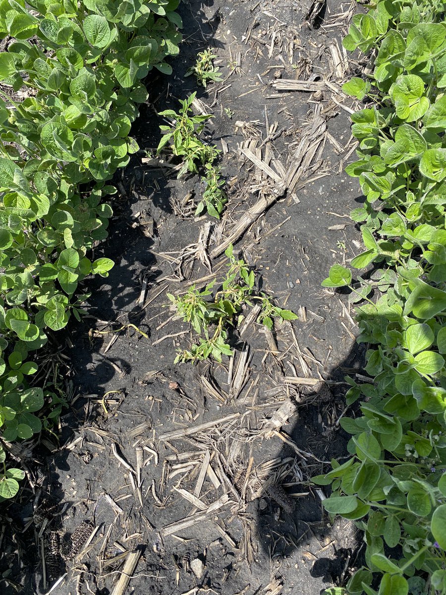 DillanSBL's tweet photo. Waterhemp is one tough plant! First two photos show a plant sprayed with liberty, burned off to the base and shot several new growing points. Last two photos show a plant sprayed with Enlist One, looks green but the base of the plant is brown and decaying. @CortevaUS https://t.co/1OLIOD1Hst