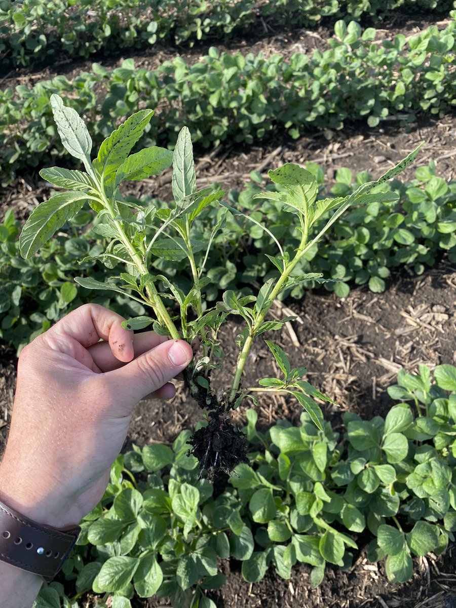DillanSBL's tweet photo. Waterhemp is one tough plant! First two photos show a plant sprayed with liberty, burned off to the base and shot several new growing points. Last two photos show a plant sprayed with Enlist One, looks green but the base of the plant is brown and decaying. @CortevaUS https://t.co/1OLIOD1Hst
