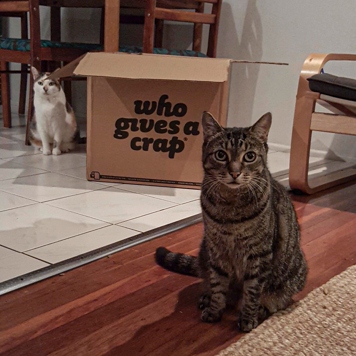UQ_Library's tweet photo. Avril and Andariel are guarding the toilet paper. No panic buying here! #PetsOfUQ https://t.co/dNk1mWQM1D