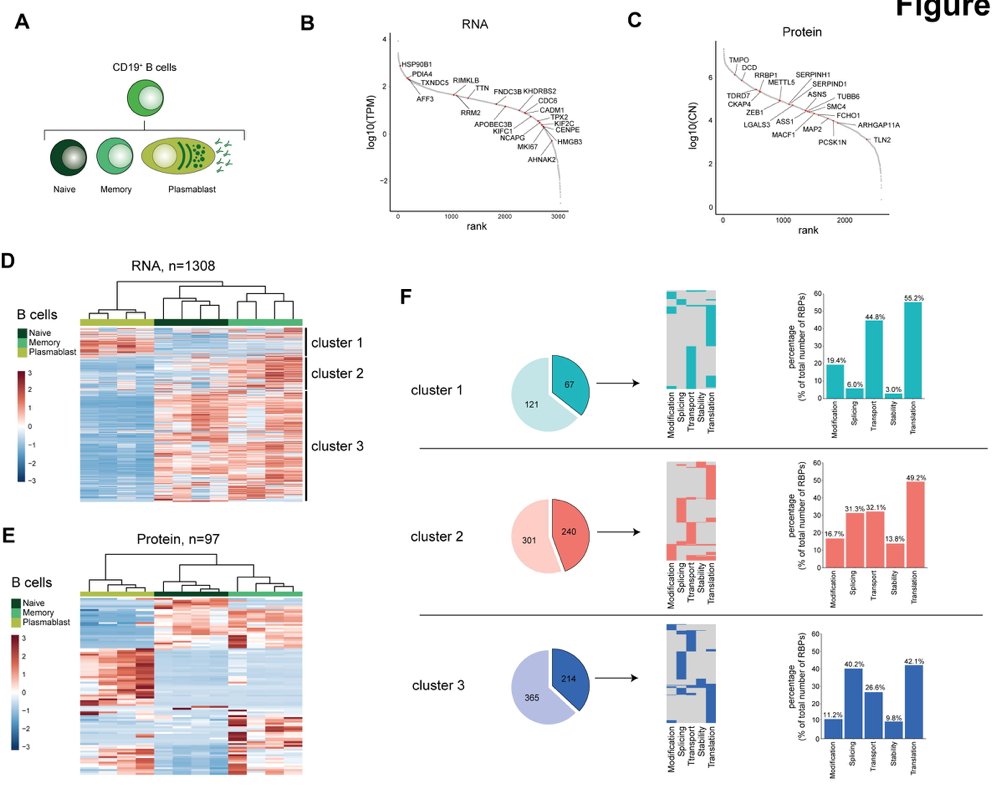 mmw_lmw's tweet photo. #Human #B_cells and #T_cells | Mapping RNA-binding proteins in upon differentiation | Monika Wolkers @UvA_Amsterdam @biorxivpreprint https://t.co/dV3BxK2d5D | #2021_ReCapJune https://t.co/Sl1VKEZO0t