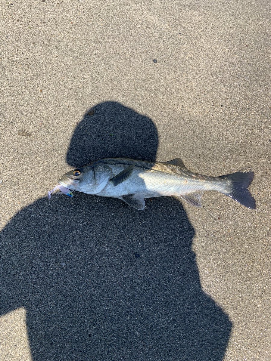 aacm3361's tweet image. サーフでフラットフィッシュ狙ってたらシーバスが爆釣！
サイズも中々だしクソおもろい