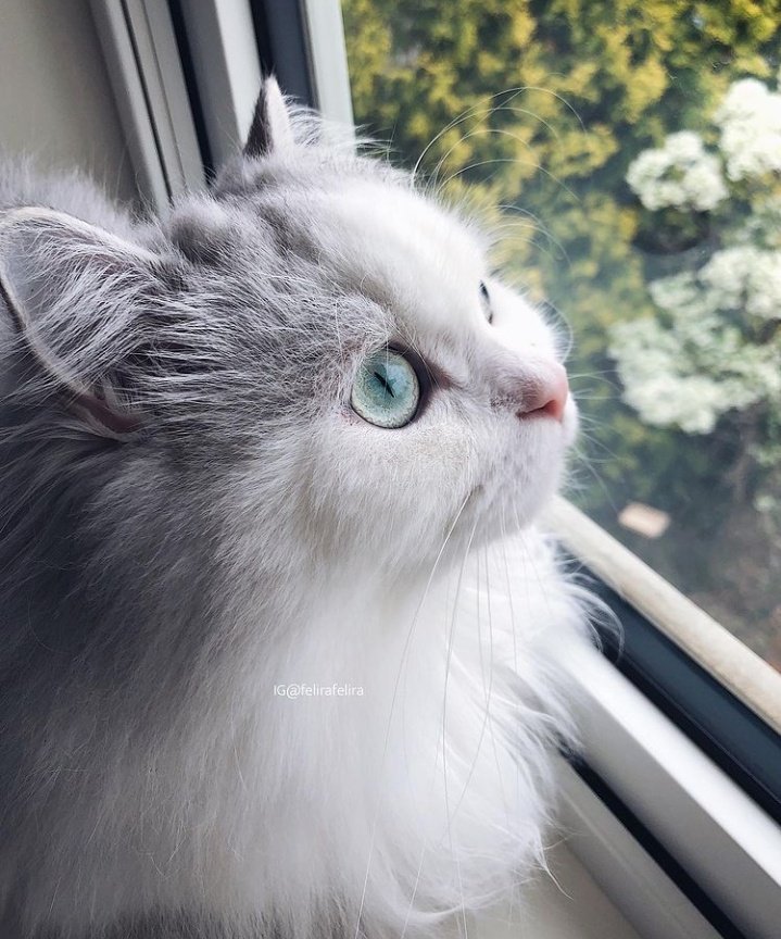 🐱 tweet media