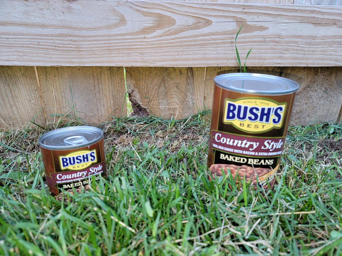 MrBenRaymond's tweet photo. @BushsBeans We just moved into our new house, so I planted some Bush's along the fence. My Country Style are growing all different sizes. I just want to bean a good neighbor and have a great space to entertain. #bushsbeautifulsummercontest https://t.co/0qqhWlTrdP