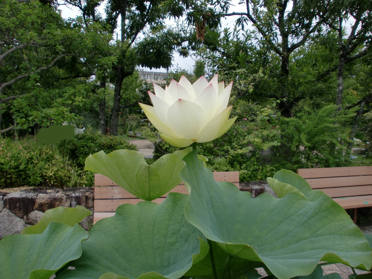 花の蕾 花の蕾