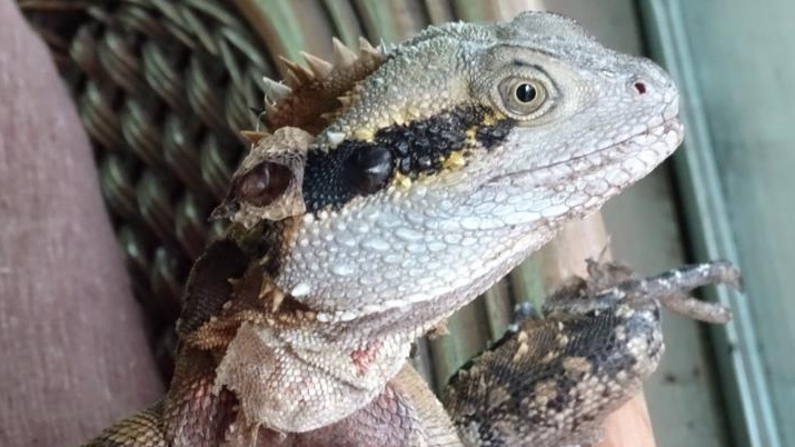 UQ_Library's tweet photo. On days like this, Lizzie Lou the Lounge Lizard likes to drop in for the warmth! Who else is rugged up, hiding from the rain this afternoon? βπ» #PetsOfUQ https://t.co/PWvngXwSLs