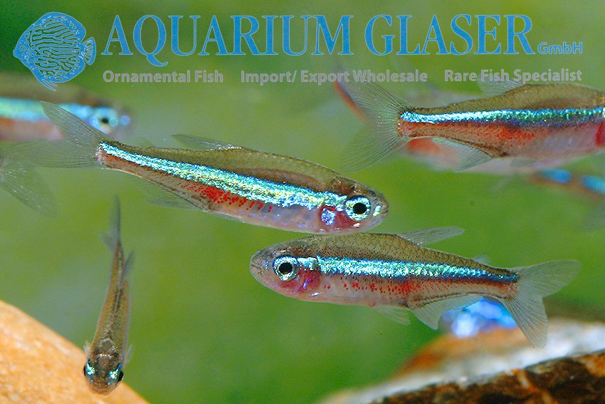 aquariumglaser's tweet photo. #Paracheirodon #simulans
find more details and pics @ https://t.co/kgExUnuDLM https://t.co/EXzCxWg20Y