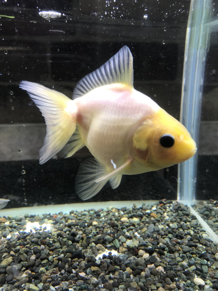 市ヶ谷フィッシュセンター 金魚 Ichigaya Kingyo Twitter 市ヶ谷フィッシュセンター 金魚 Ichigaya Kingyo Twitter
