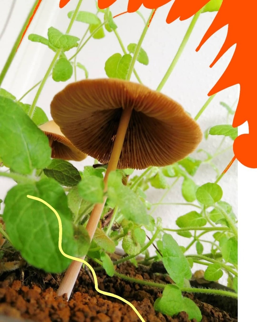 okajiris's tweet photo. Wow. Mushrooms have grown.🍄👀🌵👀🍄きのこ生えてきた！
@okajax.bagart
#okajax. #collageart #etsy #creema #base #plantscollage #plantlife #plantsart #plantslover #コラージュアート #動的平衡 #植物コラージュ #植物のある生活 #植物アート #植物のある暮らし #植物好き #きのこ生えてきた https://t.co/uKqTZK8c4k