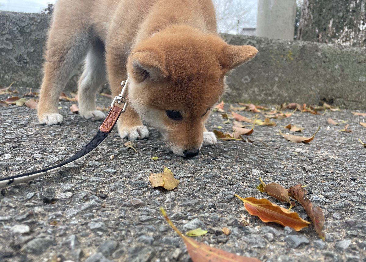 sudadogfarm's tweet photo. Click on" https://t.co/ToMueoMMe0 "
We've update the latest article "Shiba Inu eating weeds during a walk"
Please check it out!
#sudadogfarm #shibainu #dogblog #dogknowledge #shibainubreeders https://t.co/TGp1QNwOAK