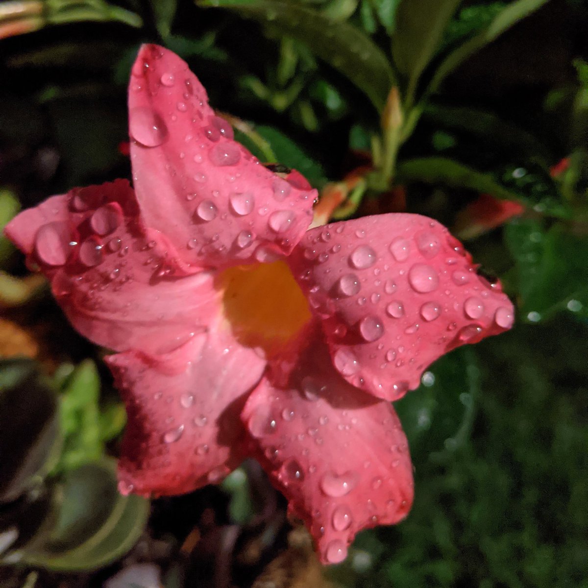 MarlinaYates's tweet image. At least we haven&apos;t had to water the flowers in a while...#maketherainstop #kcwx