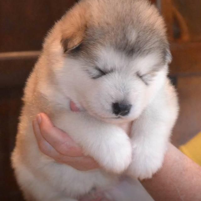 Roperoni's tweet photo. The four softest things on the planet https://t.co/4BSyzxS4dF