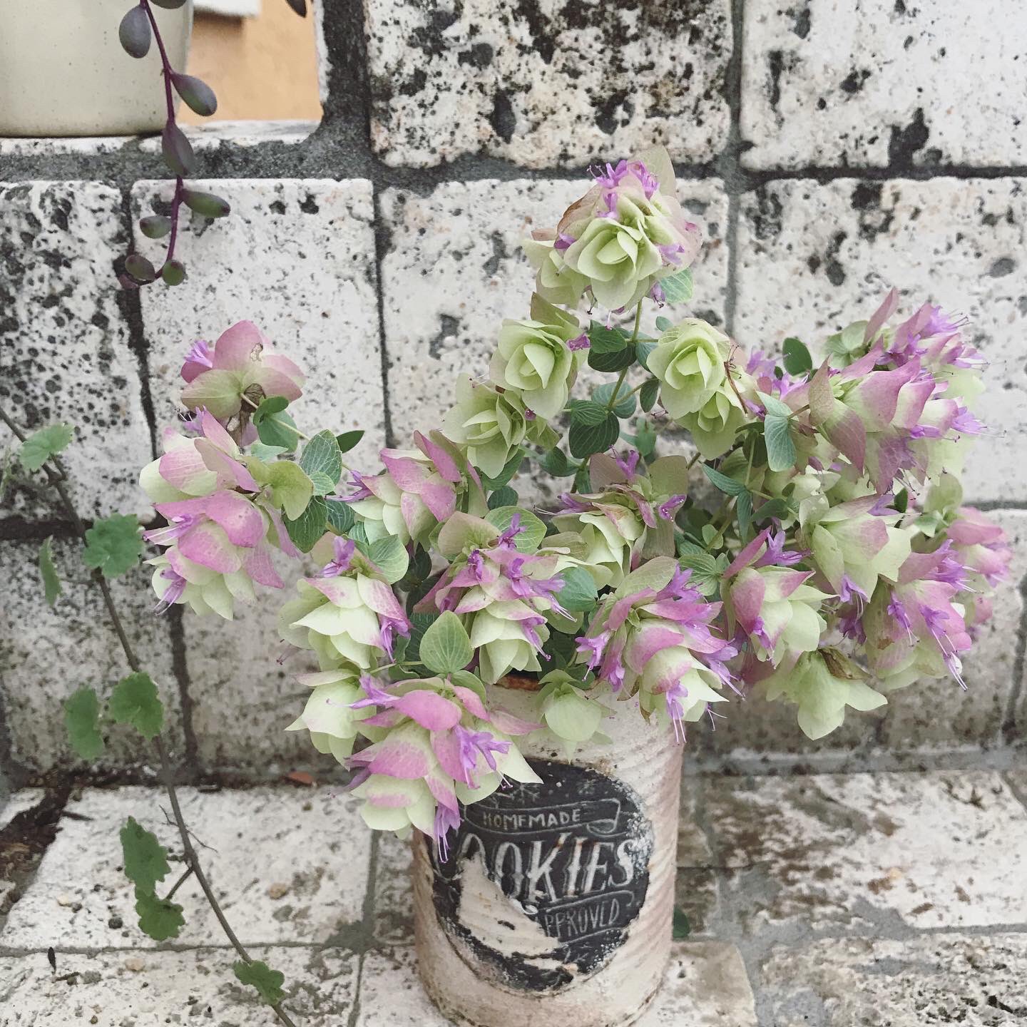 Lavandula オレガノケントビューティー 蒸れない様に少しカットしました ローラアシュレイのサマリーは 水辺に咲く花だったか意味があったと思うのですが 現在は販売されていない生地なので確かめられません ボックスティッシュ携帯ケース 販売中学
