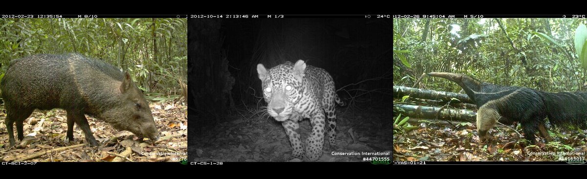 SemperPascual's tweet photo. We have a new project website @UniNMBU!  🌳🐆🦍🐵🌳
If you want to know more about our Empty #forests and #extinction filters project &amp; upcoming news... 👇👇👇

https://t.co/HEE1BNtbel

@AndreFVallejo @BeaudrotLydia
 
Photos: TEAM Network https://t.co/xVgbAnBFfn