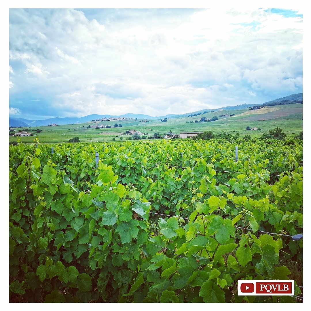 ViveLeBeaujo's tweet photo. Juillet! #PQVLB est en vacances ou pas ? Suite au prochain épisode 😉
En attendant régalez vous avec ce vert d'Odenas que nous offre un mois de juin très... pluvieux !
#juillet #landscapelovers #paysage #landscape #beaujolais #vignes #viticulture #MagnifiqueFrance #oenotourisme https://t.co/2ZxFkoFWMW