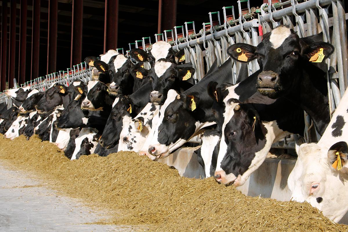 Trasbals a una quarantena d'explotacions de llet d'Osona en quedar-se sense el seu principal distribuïdor 

Làctia, la distribuïdora de Mercadona, no els renova el contracte i alerten que moltes podrien haver de tancar naciodigital.cat/osona/noticia/… #Osona