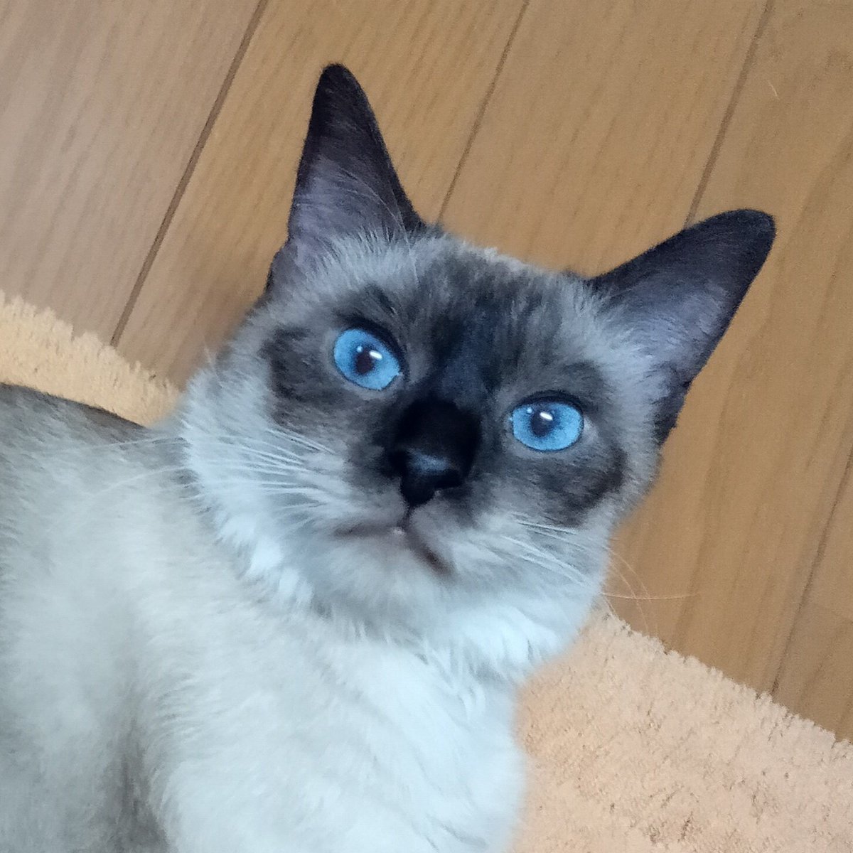 シャム系ミックス Twitter Search シャム系ミックス Twitter Search